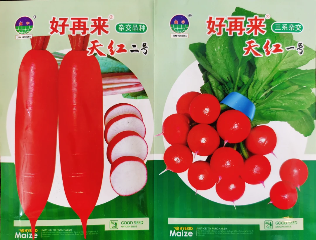 天红二号水萝卜+天红一号红丁萝卜种子