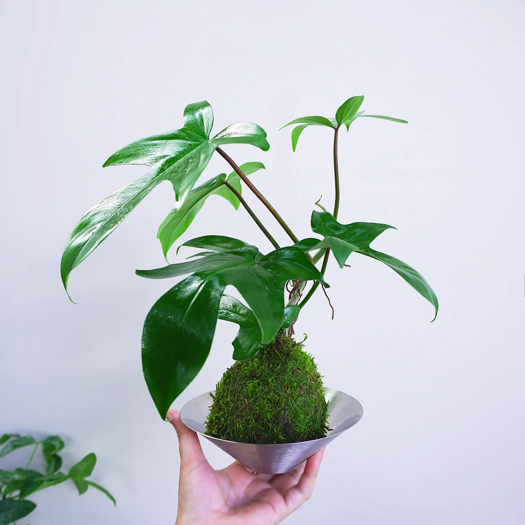 【飞机蔓绿绒】绿植室内盆栽门口卧室办公室工位热植好养活高级感
