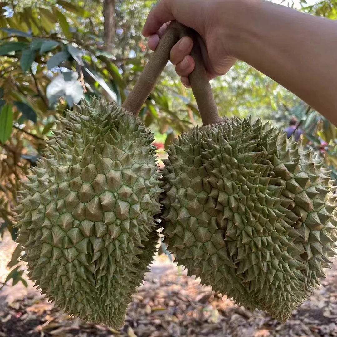 T【三号SF】一物一拍 途上10-15%水分蒸发泰国金枕榴莲勿生切