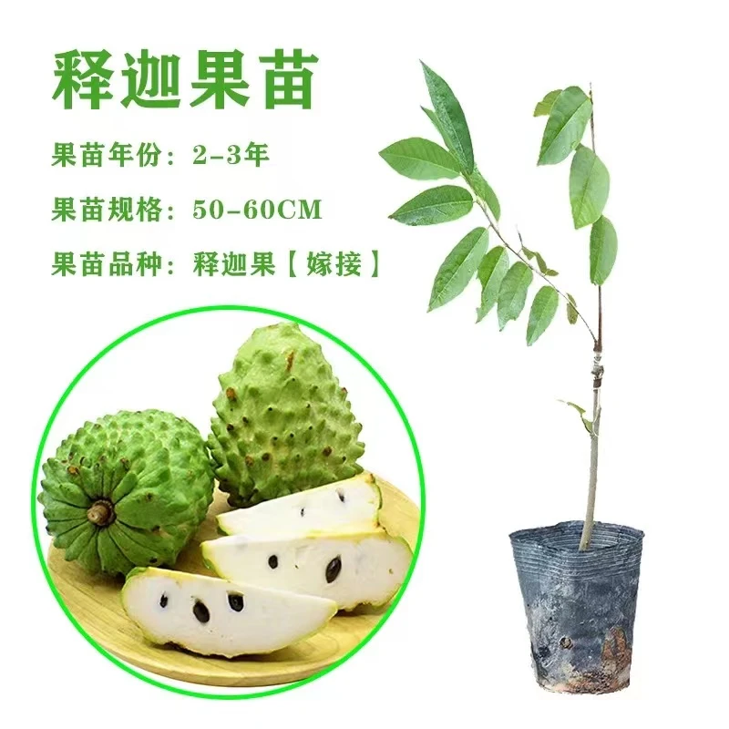 广西释迦果树苗嫁接台湾凤梨释迦苗牛奶味红释迦果当年结果