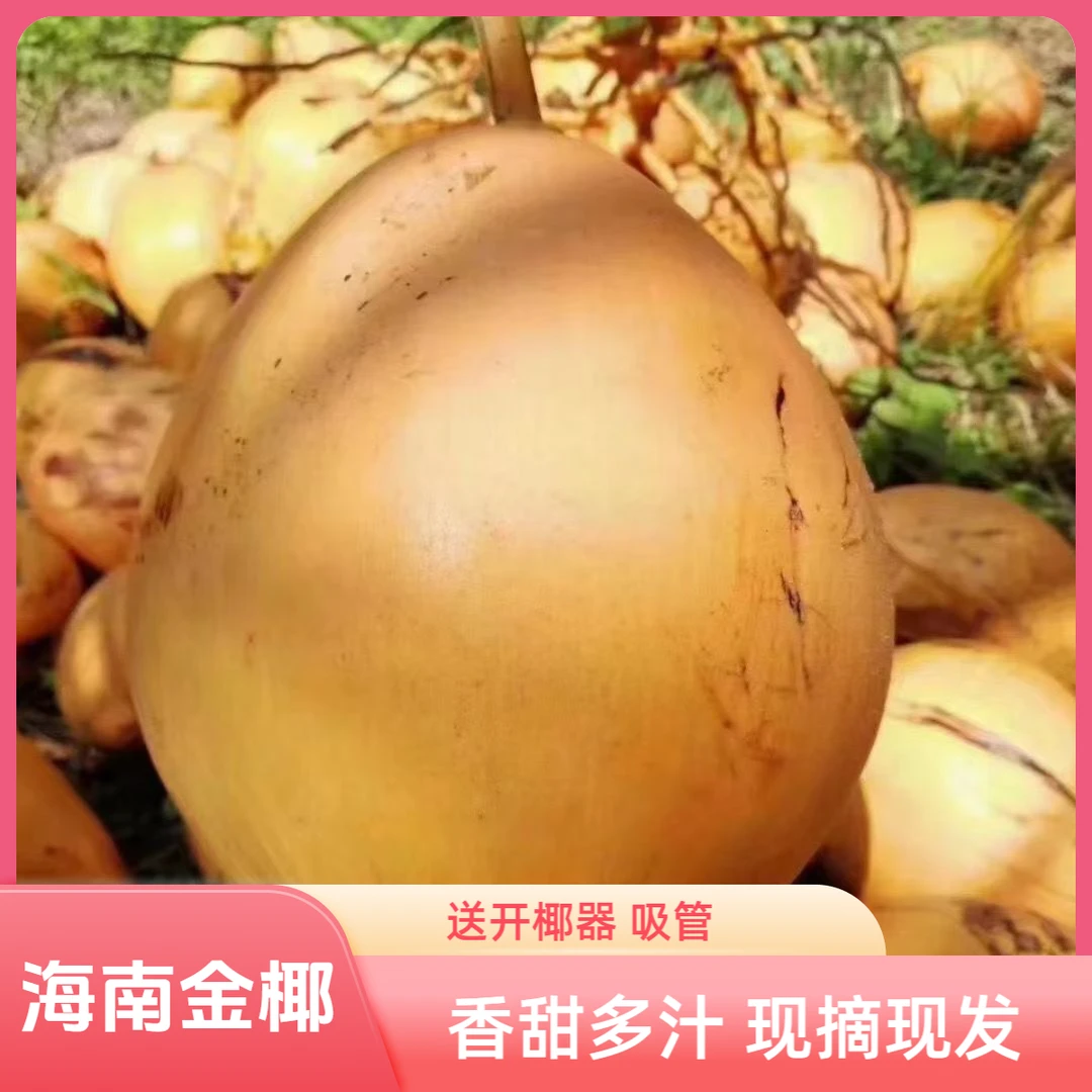 海南黄金椰孕妇可吃营养健康新鲜甘甜汁水多现摘先发直发观赛搭子