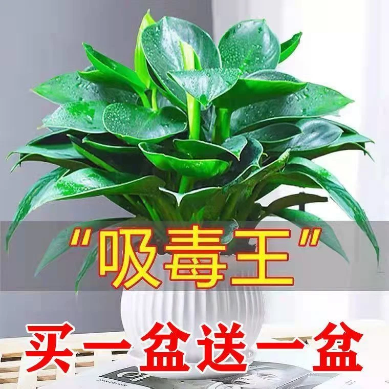 【今日特价】大叶金钻绿公主客厅办公室内桌摆好养活吸甲醛盆栽绿植
