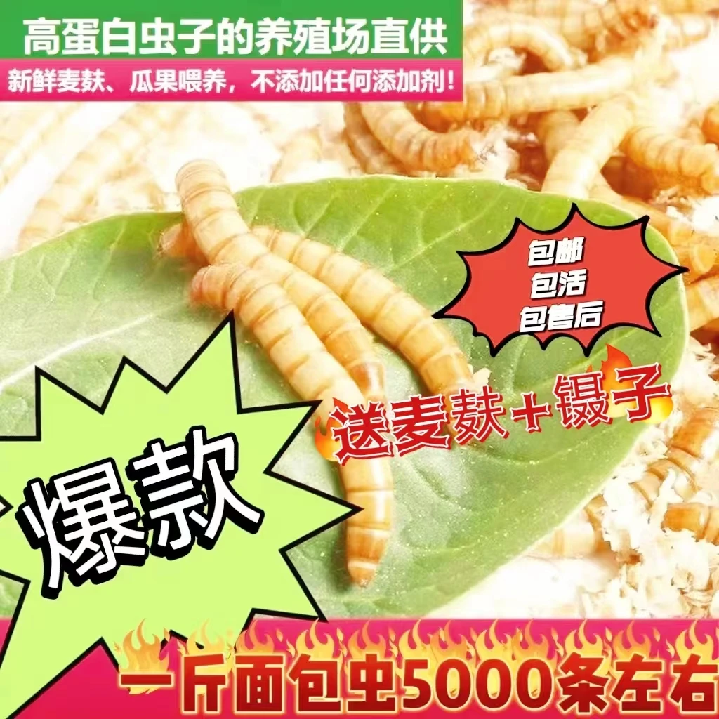 售1斤装鲜活面包虫活体可钓鱼可以喂各种小动物送麦麸镊子大麦虫