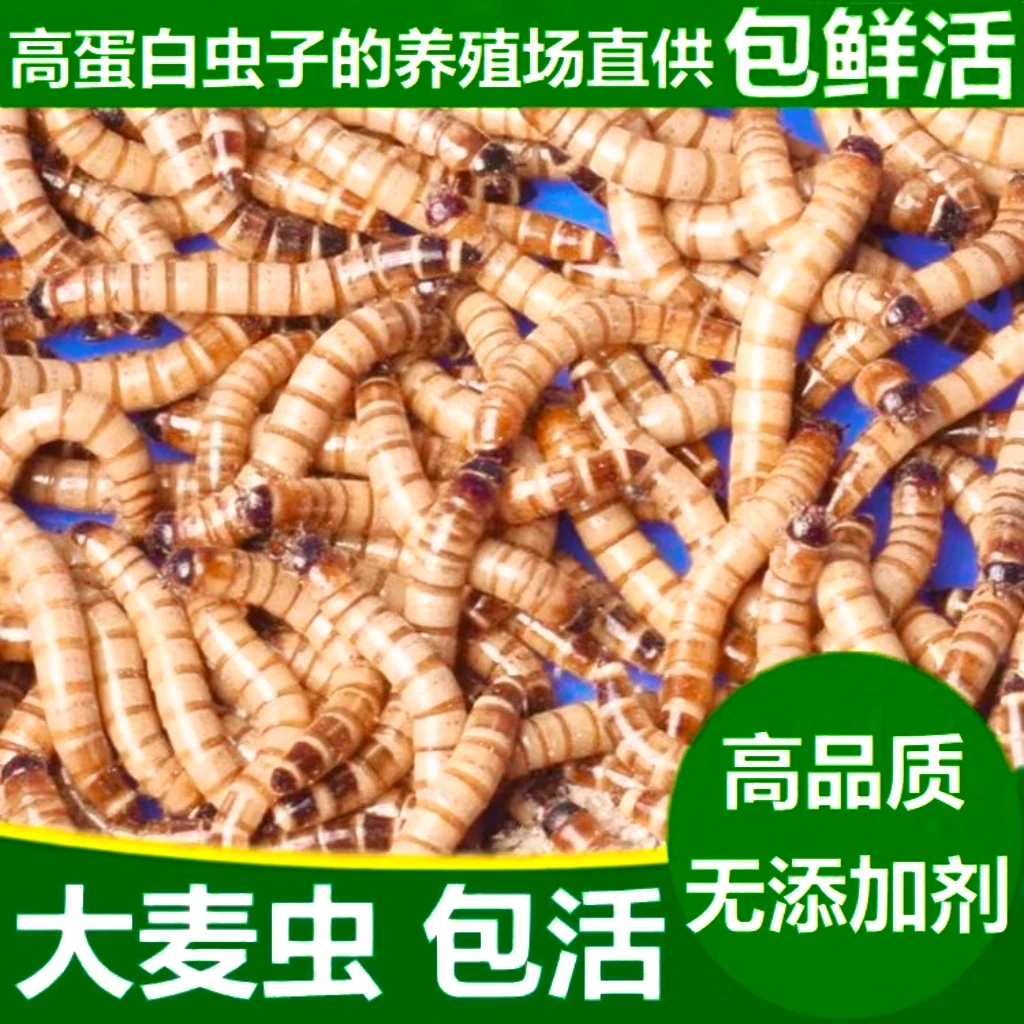售优质大麦虫1斤送麦麸镊子饲养指南包邮包活,高营养高蛋白