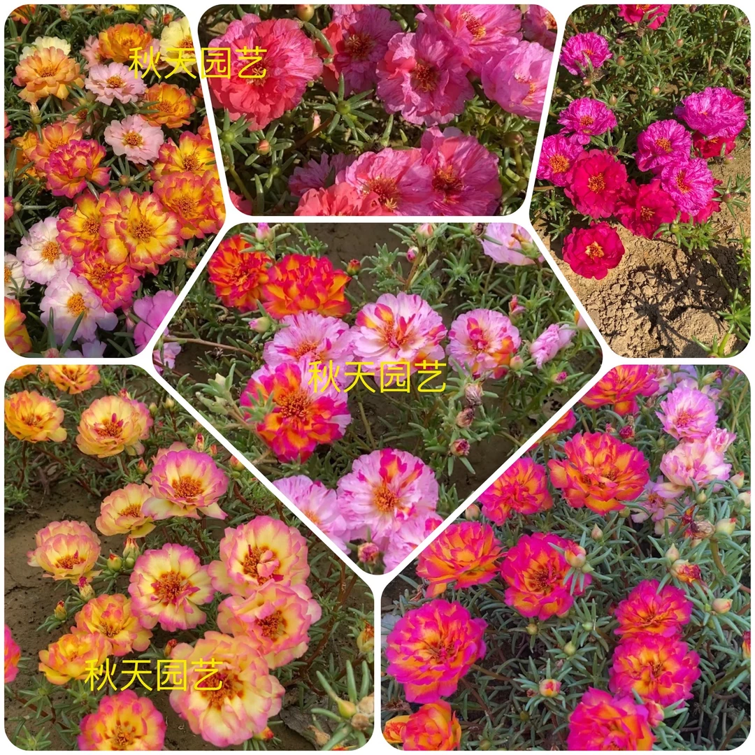 新品籽播重瓣太阳花苗买1送1结种子好养好活盆栽小院花卉艺术秋天