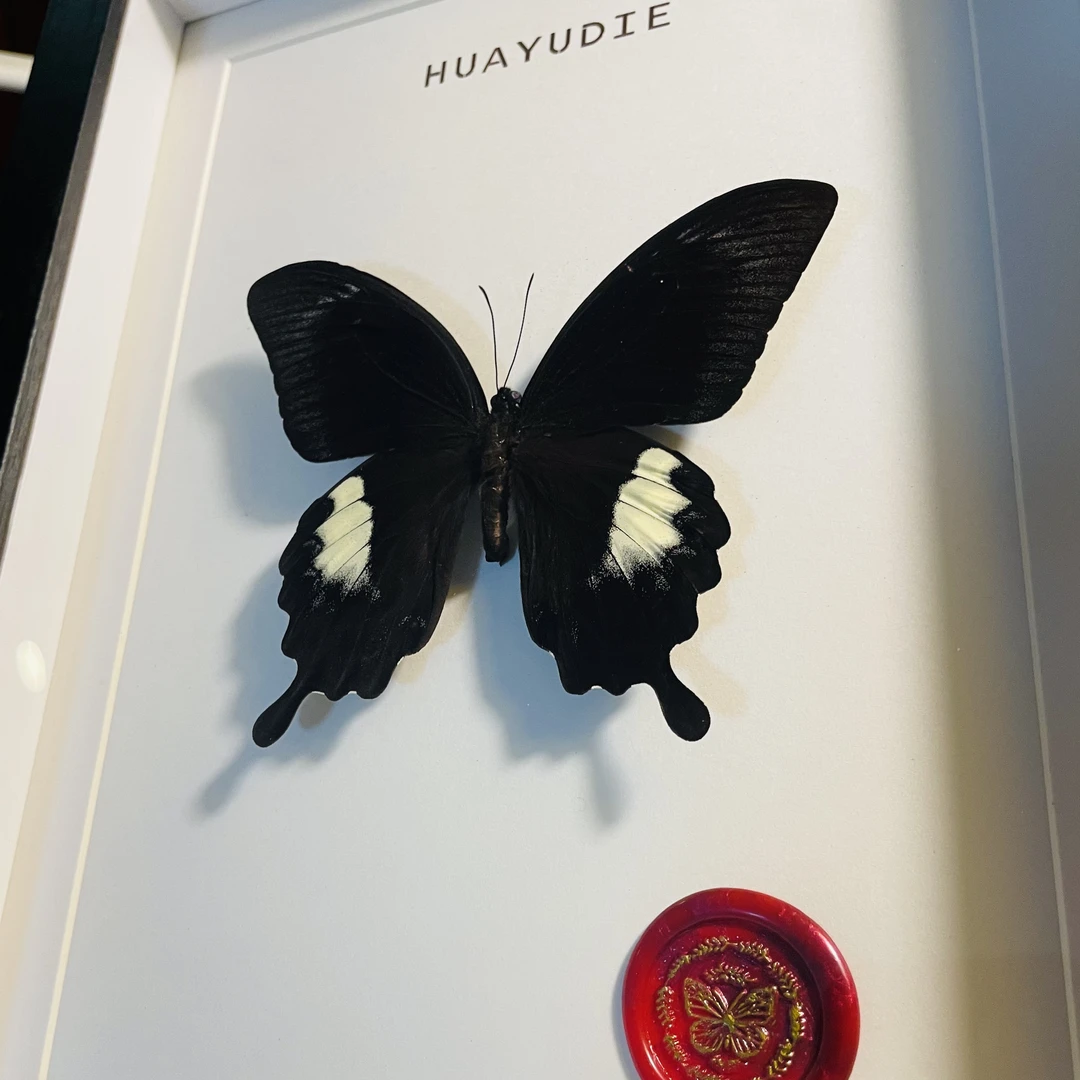 澳洲玉带凤蝶真蝴蝶相框创意礼物居家好物A4相框蝴蝶标本高级感