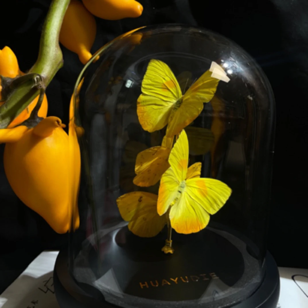 黄纹菲粉蝶玻璃罩生日礼物送女友男友闺蜜创意礼物家居好物真蝴蝶