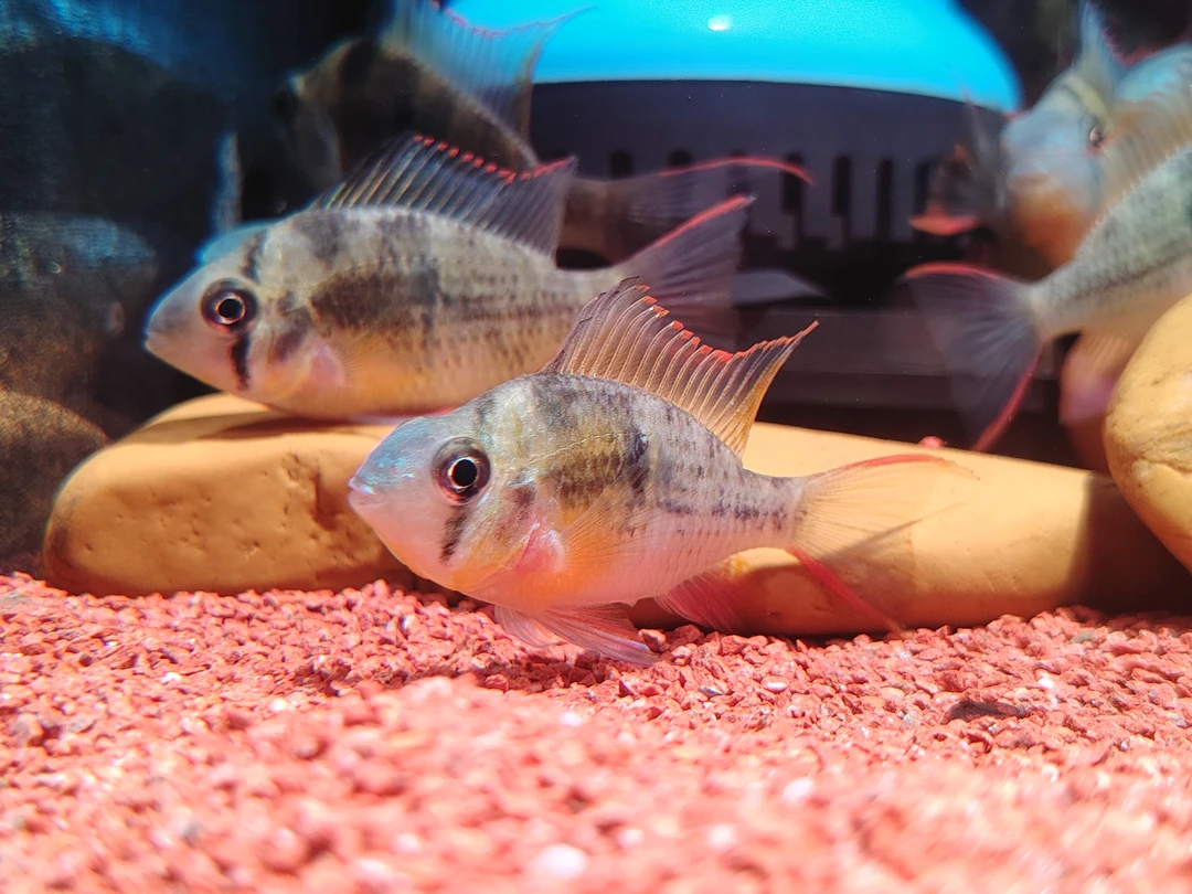 玻利维亚凤凰热带观赏鱼慈雕淡水中小型鱼南美鱼