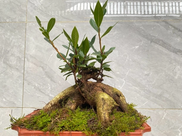 室内盆景绿植网红树萝卜五翅莓盆栽（一物一拍）种植容易