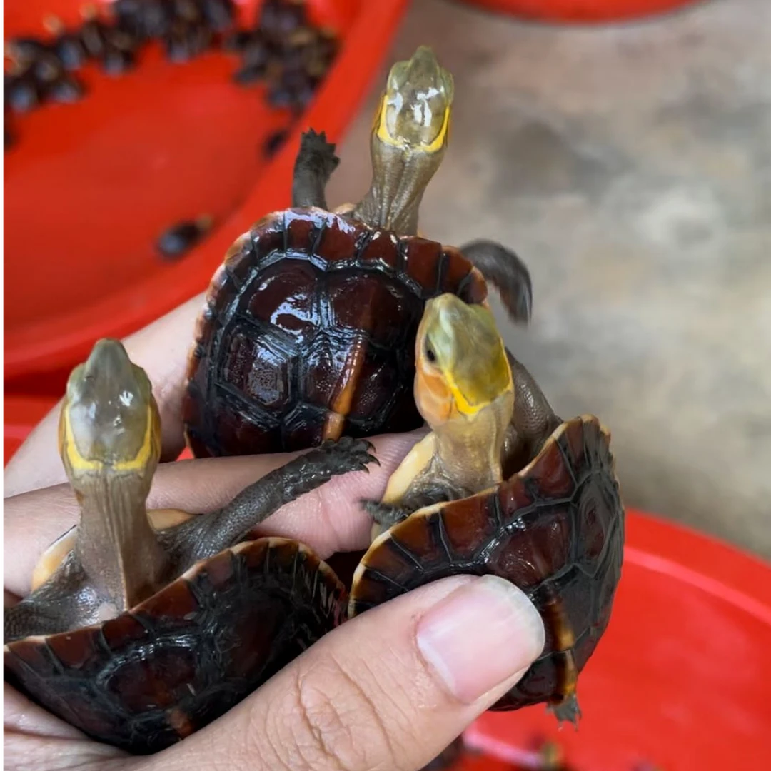 一龟一拍 直播间选龟 详细咨询主播