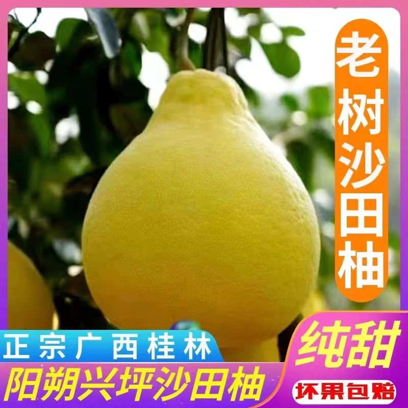 阳朔兴坪产地老树沙田柚新鲜清甜多汁中果单果2-3斤