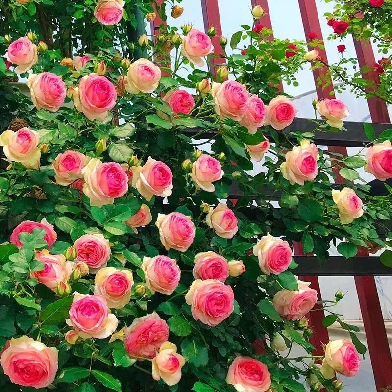 【清园特价】爬藤月季老桩四季开花庭院浓香花苗重瓣室内大花1颗