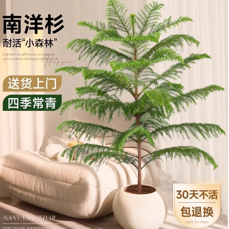 【圣诞树】南洋杉盆栽圣诞氛围感澳洲杉金边杉四季常青大型绿植室内
