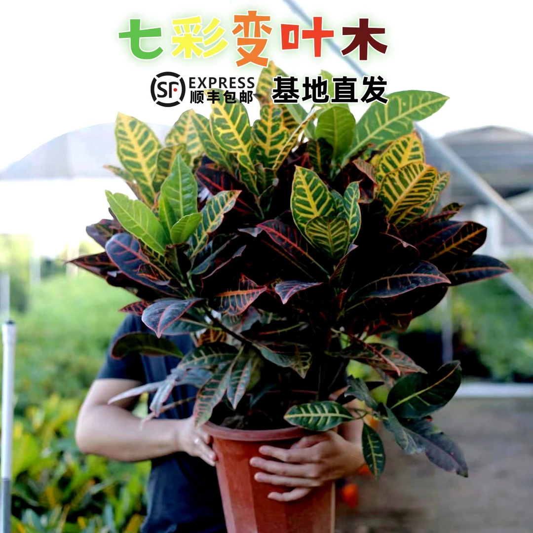 七彩变叶木盆栽室内花卉网红彩霞变色木阳台庭院花箱颜值好养绿植