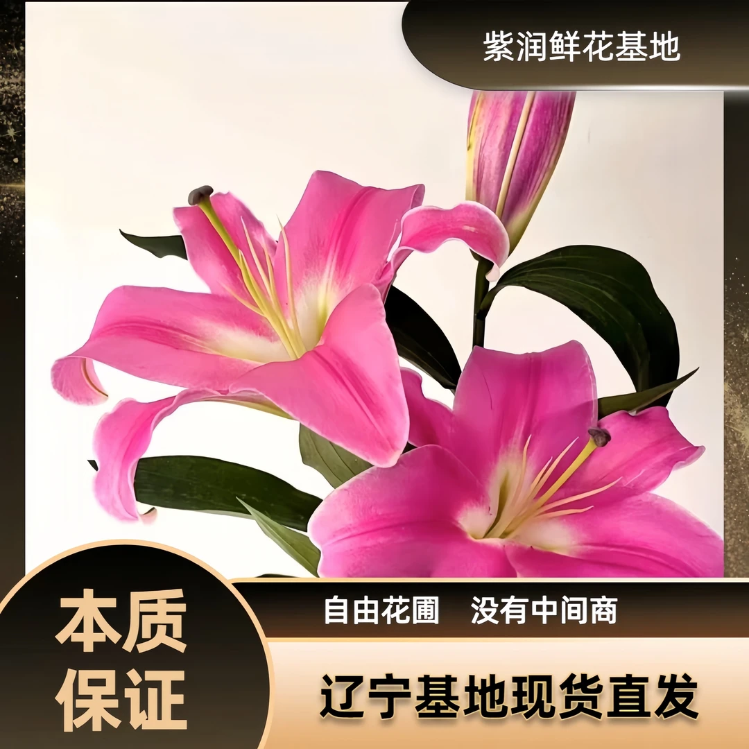 【东方系列香水百合】竞争鲜切花辽宁顺丰包邮自然开花养护叶子鲜花