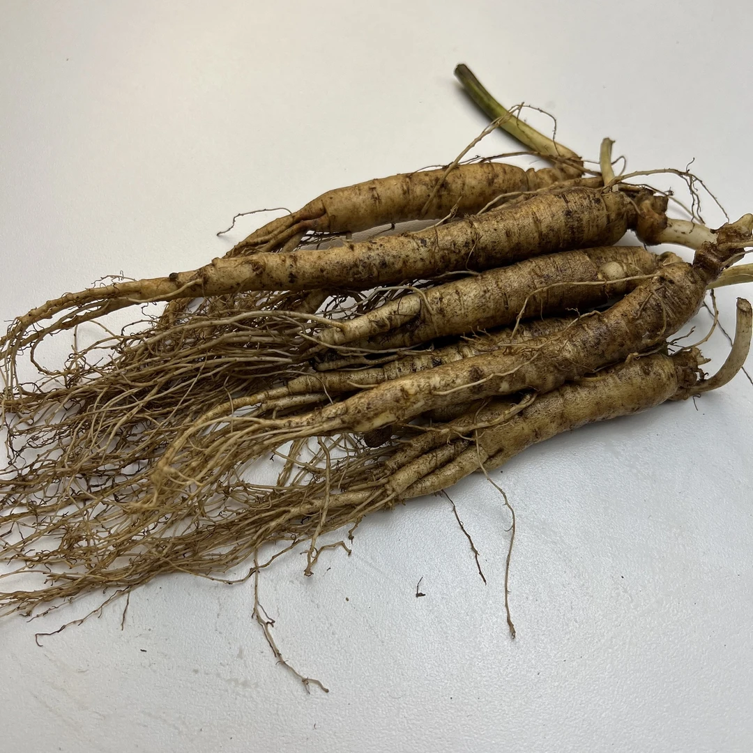 ①【特价】正宗长白山鲜人参泡酒专用煲汤经济实惠新鲜人参