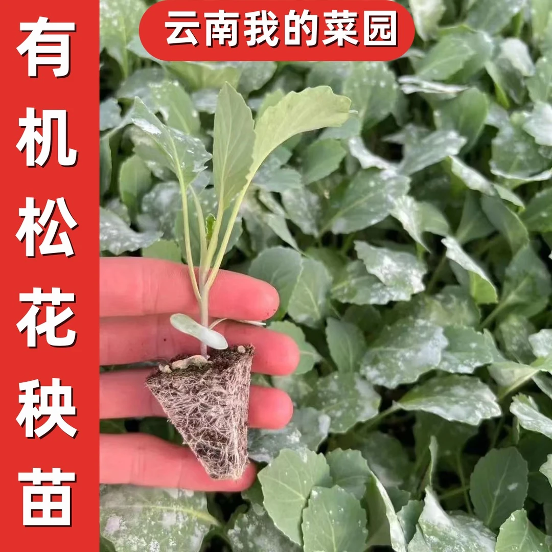 【有机松花秧苗】有机蔬菜包菜秧苗一年四季全年可以种植云南直发