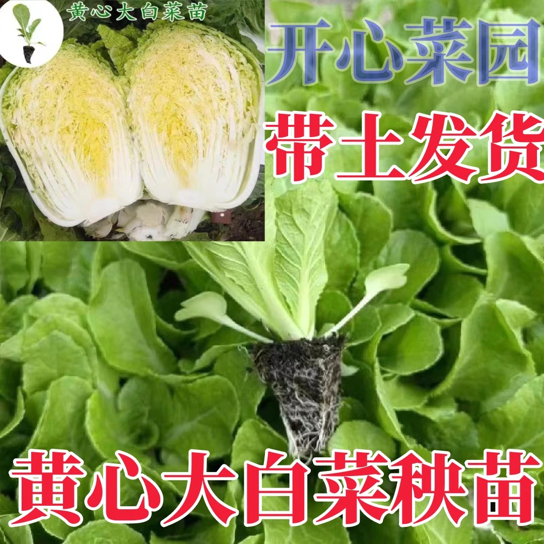 黄心大白菜秧苗带土球抗寒抗病北方专属易活生长快