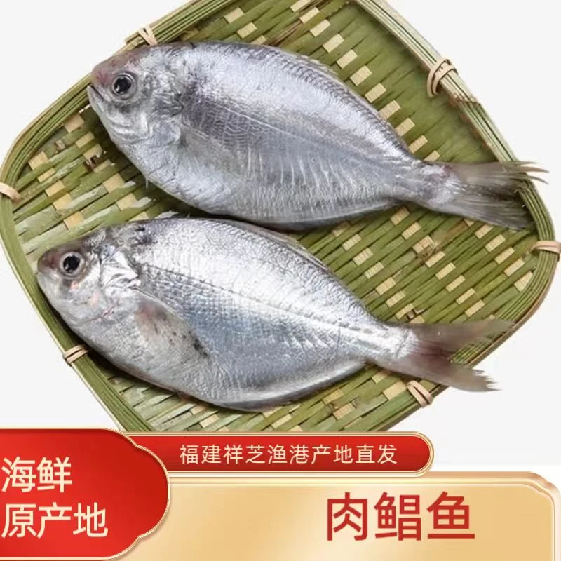 福建祥源海鲜 肉昌鱼 鲳鱼