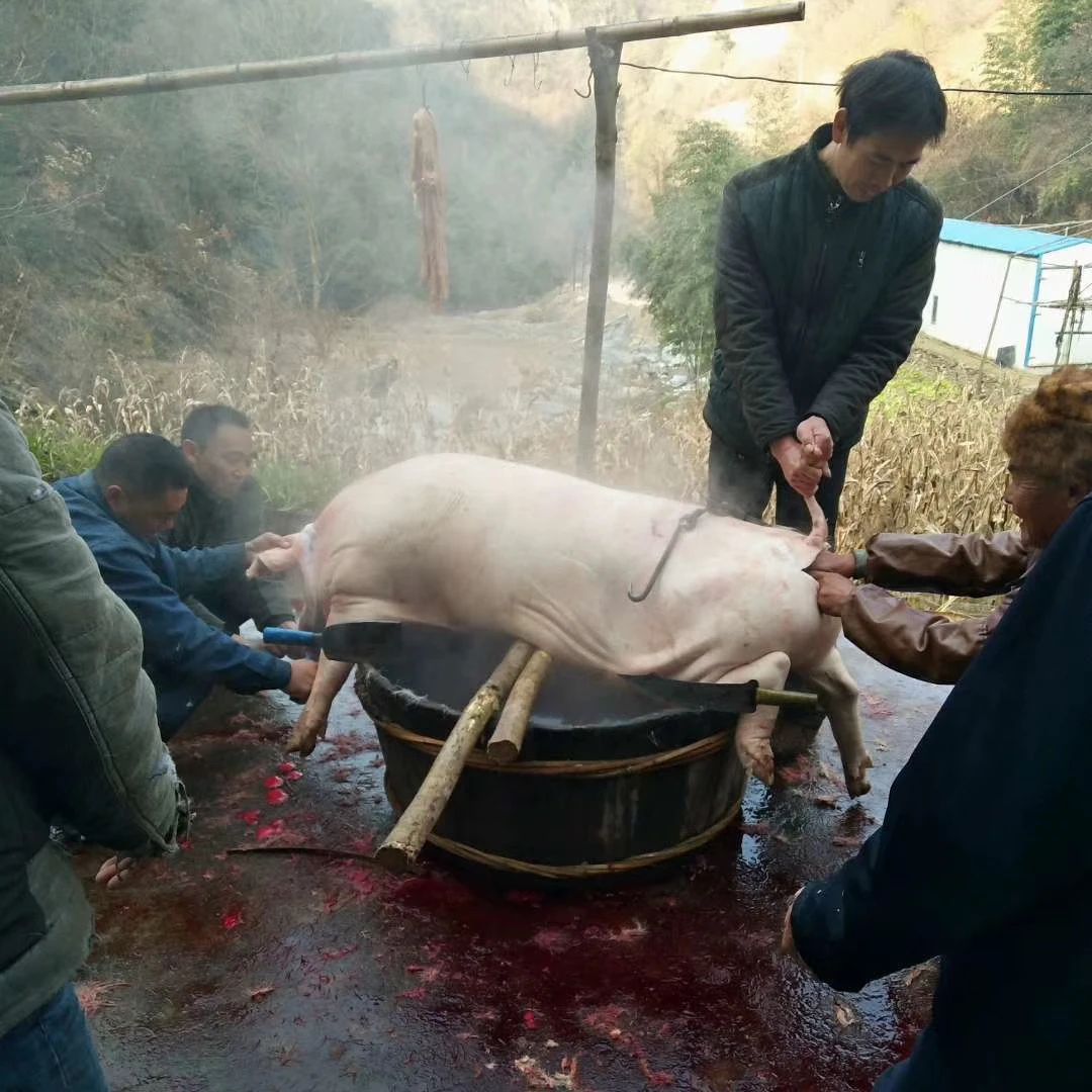 【直播现称现卖】陕南农家土猪肉陕西岚皋农村高山熟食喂养顺丰包邮