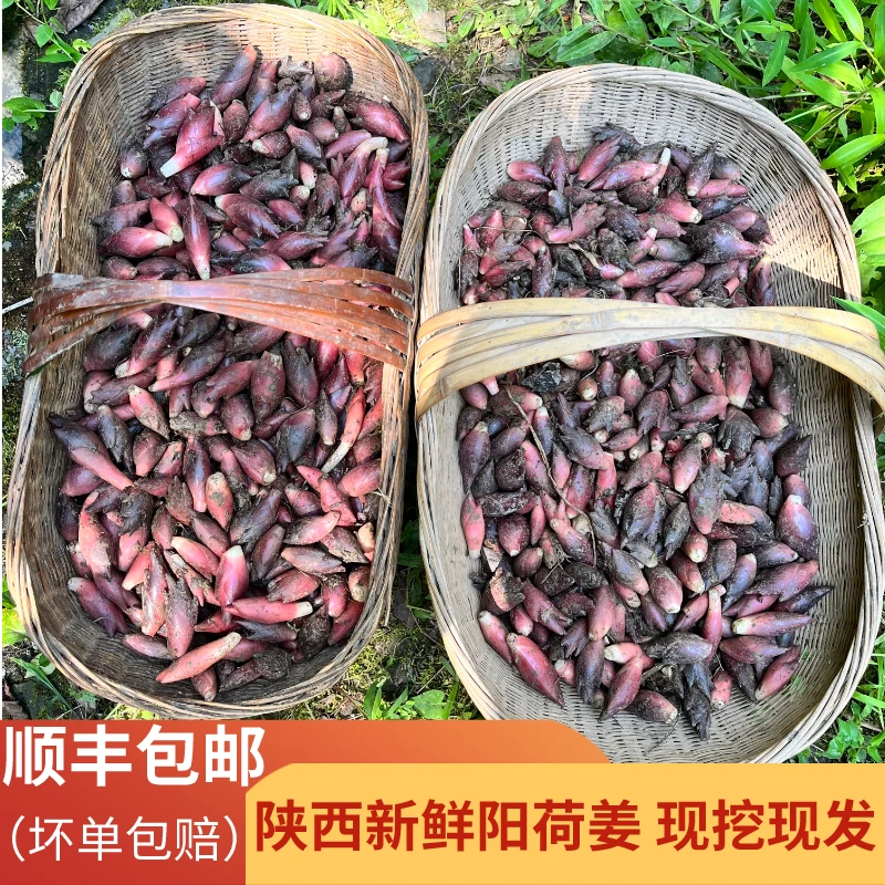 陕西岚皋阳荷姜3/6斤现挖新鲜洋荷姜当季农家蔬菜茗荷洋河洋火姜