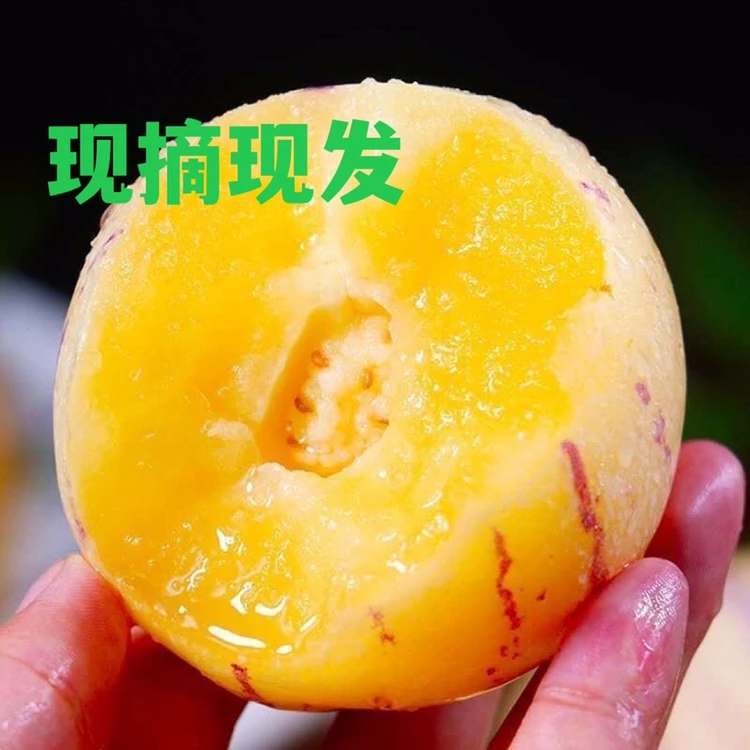【出鲜甄选】石林农家现摘现发黄肉人参果3斤装