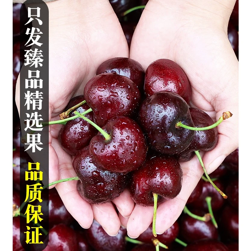 【出鲜璇姐】智利桑提娜车厘子3JD新鲜食用皮薄大果多汁