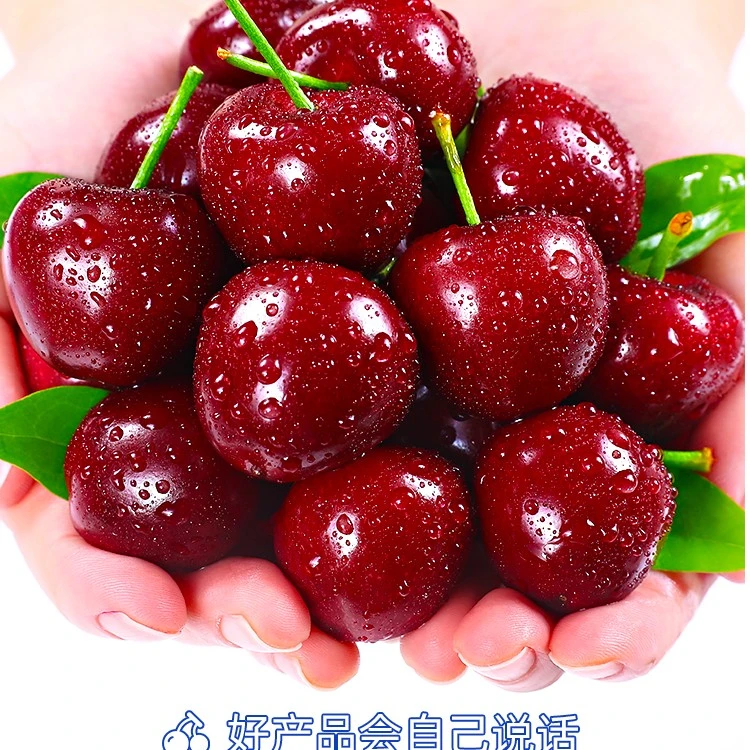 【涵涵月月】智利桑提娜车厘子J/2J/3J/4J新鲜车厘子