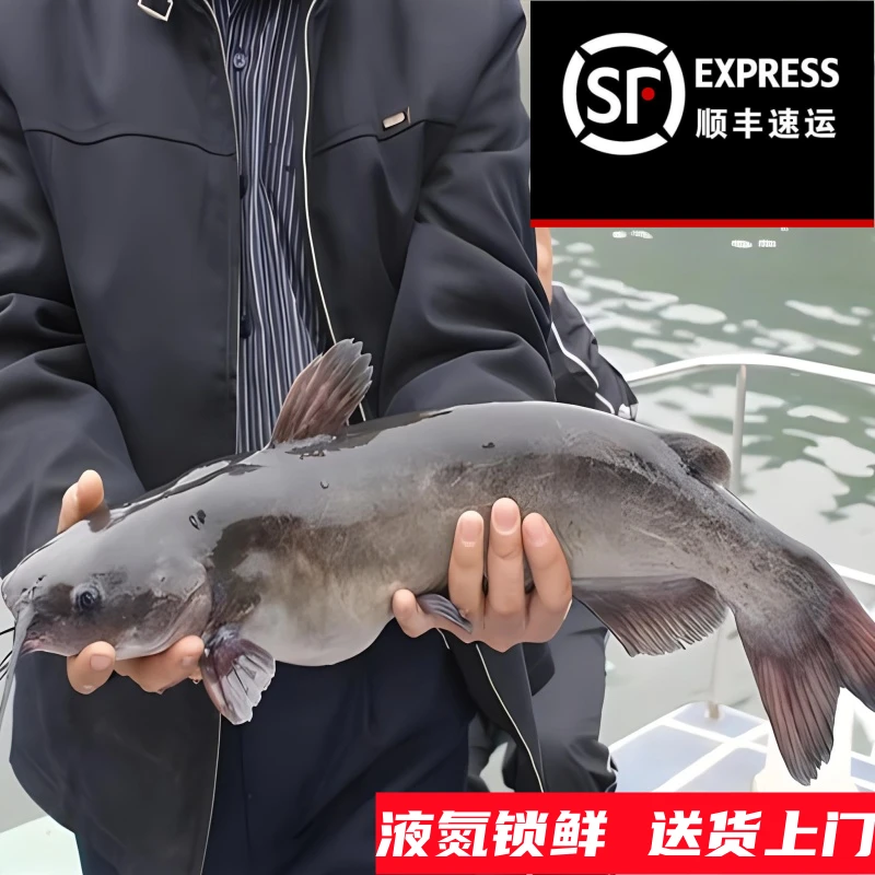 顺丰包邮开背新鲜回鱼烤鱼半成品清蒸淡水鮰鱼纸包鱼江团批发商用