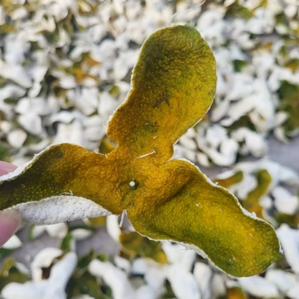 2024年新会陈皮二红皮深吕产区｜高甜高香花蜜香袋装陈皮茶叶白茶