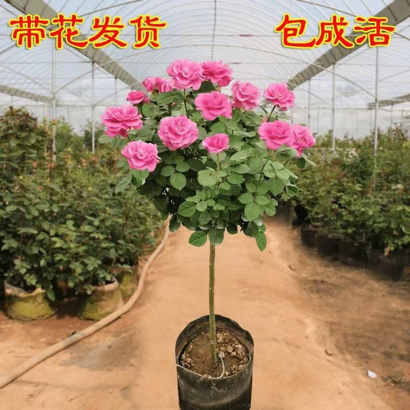 顺丰包邮！棒棒糖月季一物一拍