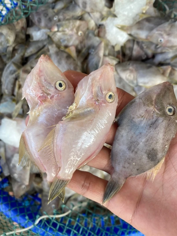 神泉港正迪仔鱼 斤24条左右 去皮一斤剩8两