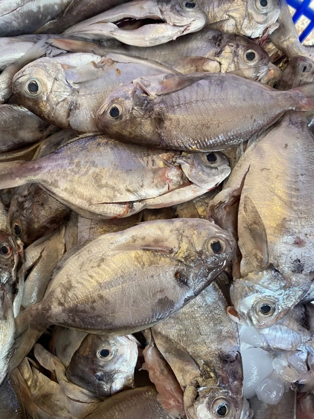 神泉港海织鱼 肉鲳鱼 一斤5条 杀好一斤剩8两