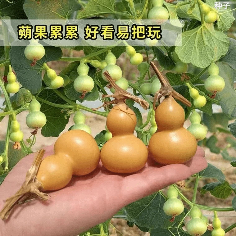 盆栽特小葫芦种子手捻葫芦种子阳台观赏文玩金色葫芦四季播小葫芦