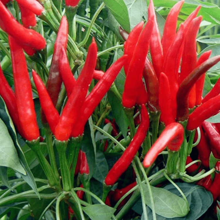小米椒朝天椒青椒农家自种新鲜尖椒泡椒朝天辣椒蔬菜种