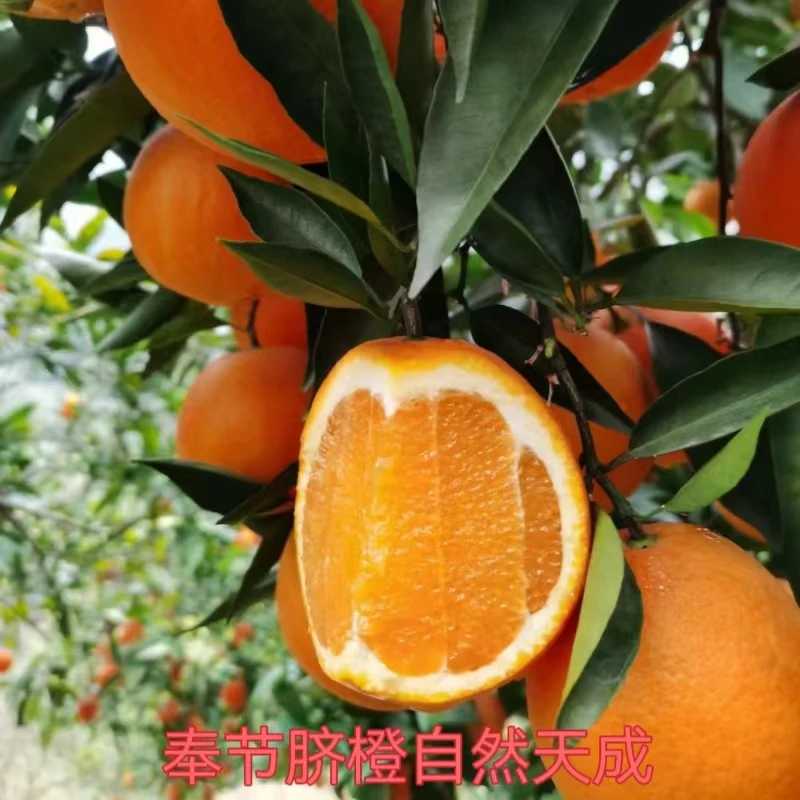 超值福利  奉节脐橙江边果园鲜嫩多汁爽口爆甜现摘现发包邮到家