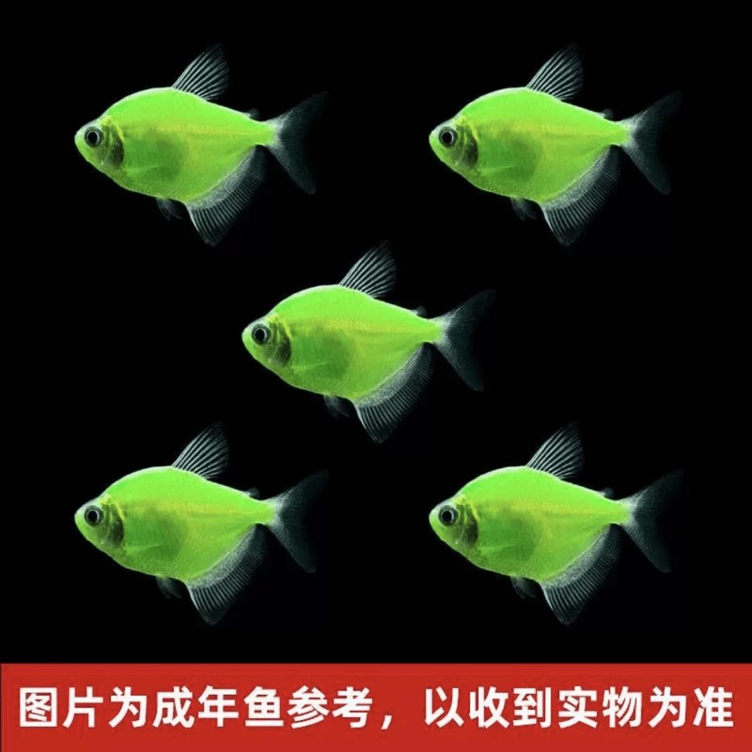 【绿色天使鱼】热带小型活体渔场直批品种纯正不褪色养殖耐活饲养