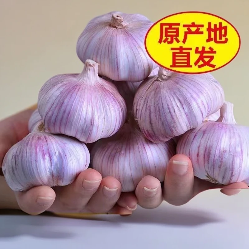 自种山东紫皮白皮大蒜新干蒜优质大蒜头特大干蒜包邮可种可吃爽口