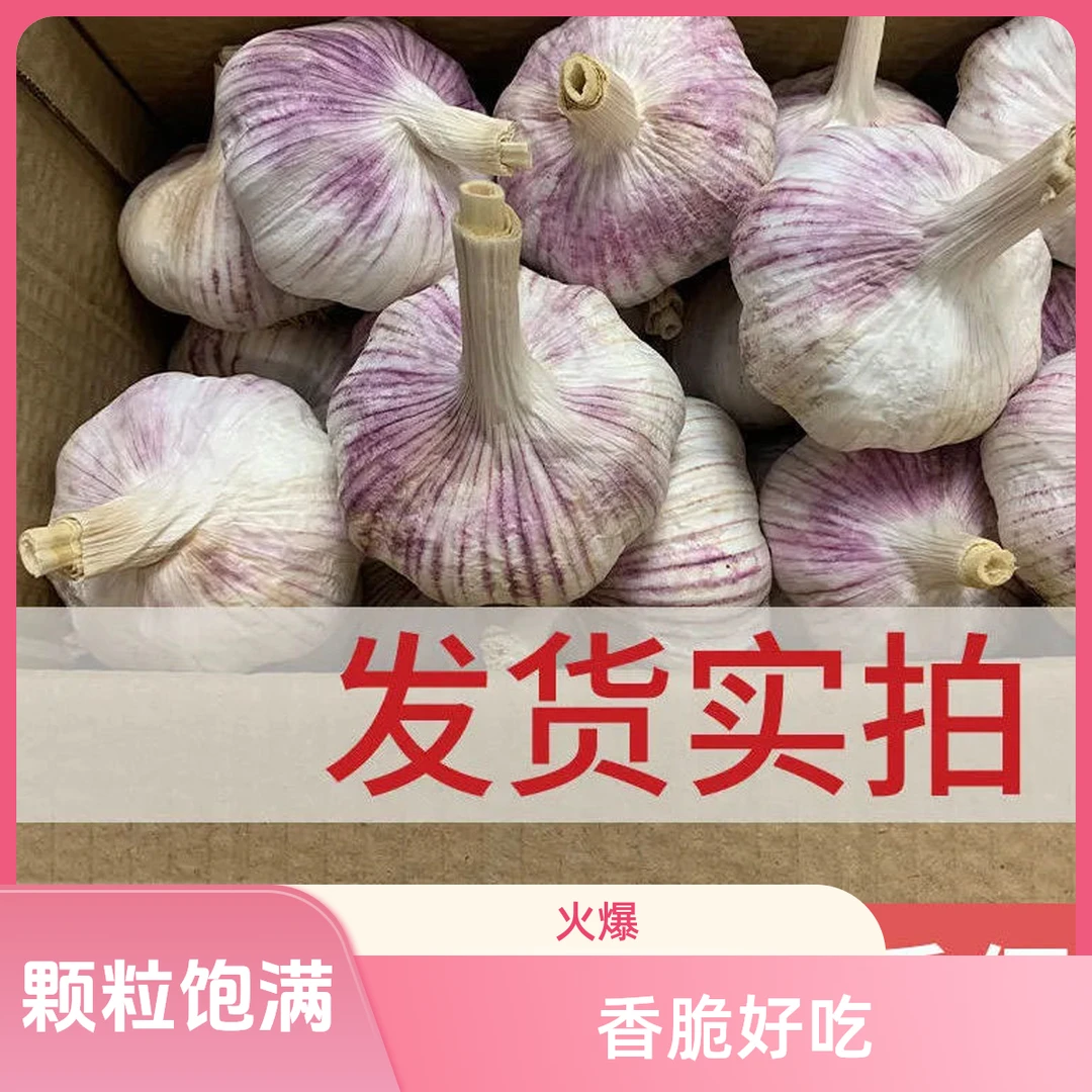 新干蒜2024年大蒜头山东金乡农家自种应季紫皮大蒜头批发