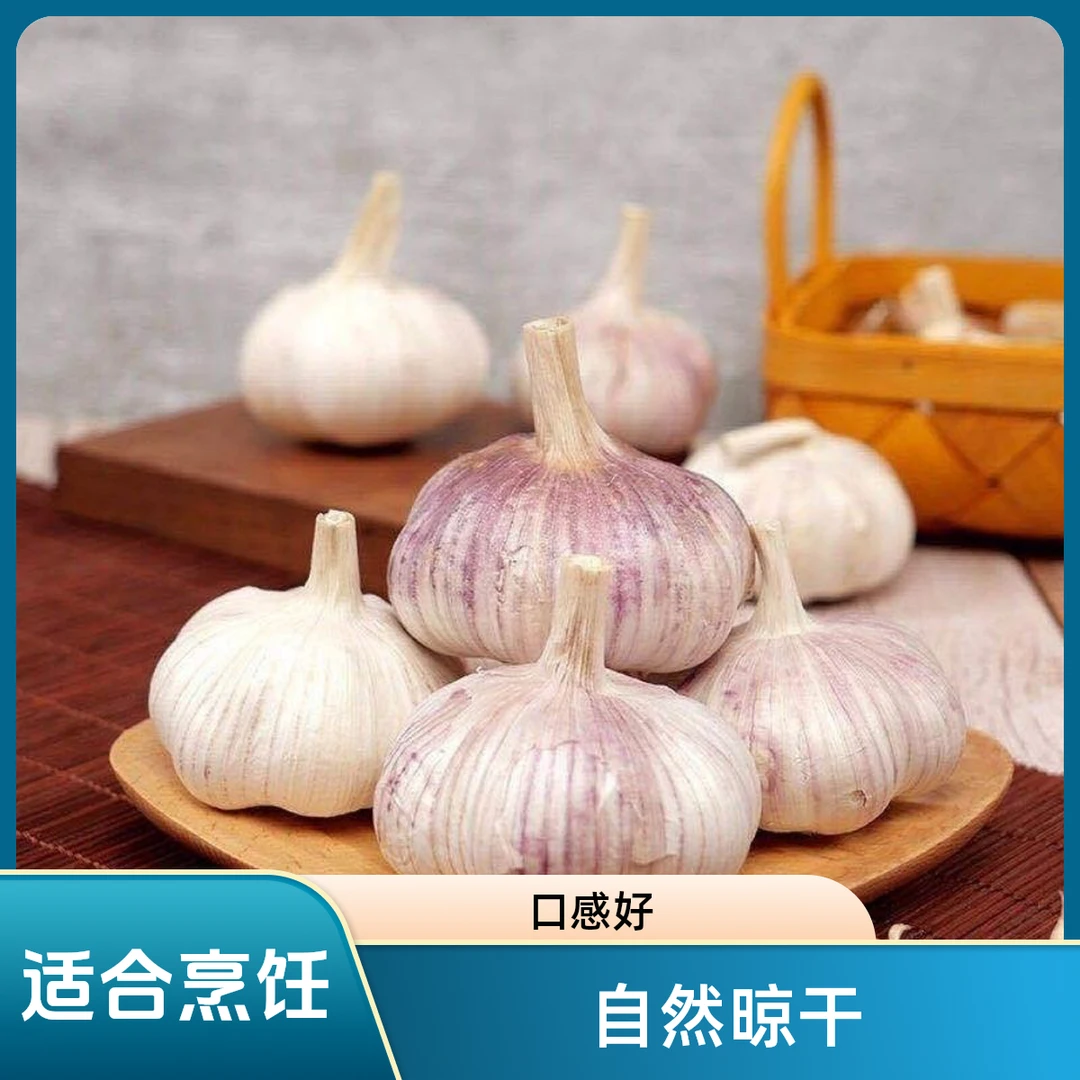 【价低蒜好】山东金乡紫白皮大蒜干蒜新大蒜头批发装