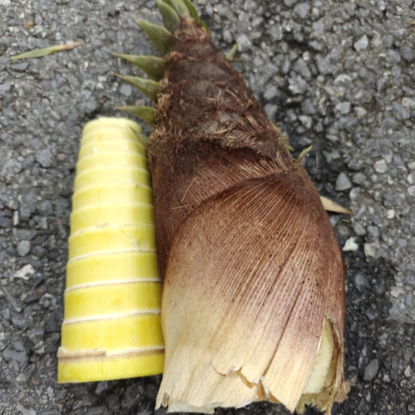 大别山现挖鲜楠竹笋5斤 新鲜楠竹笋带壳 现挖现发包邮食用鲜嫩