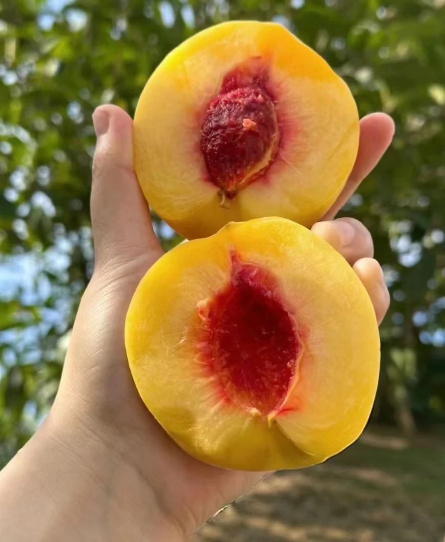 新鲜锦绣黄桃多汁果园美味老少皆宜