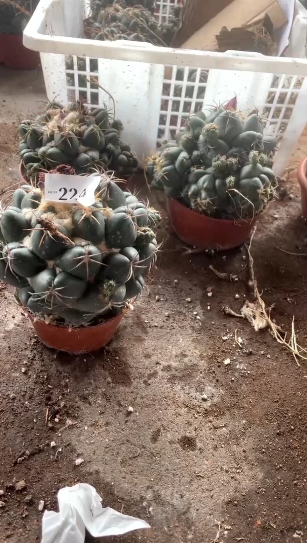 【闪购商品】直播间一物一拍224