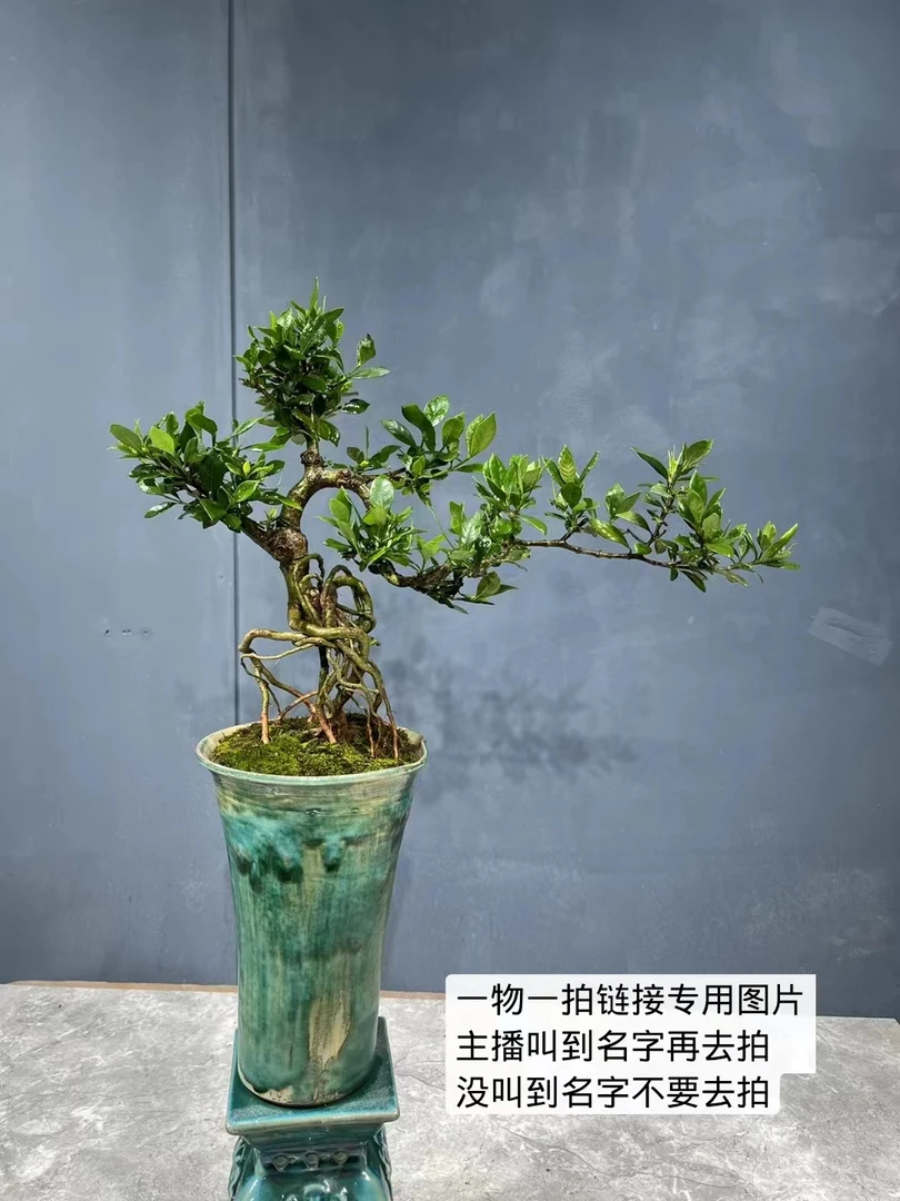 基地盆景黄杨罗汉松胡椒木雀梅九里香三角梅耐寒耐热盆景一物一拍