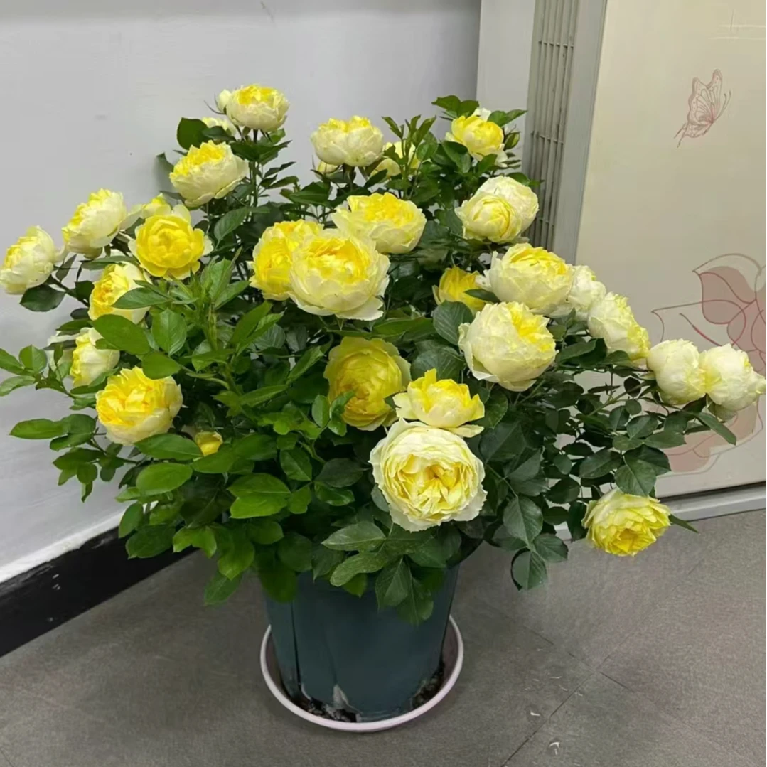 1虞城园艺 金si雀 微型月季 黄色丰花多头适合盆栽耐热