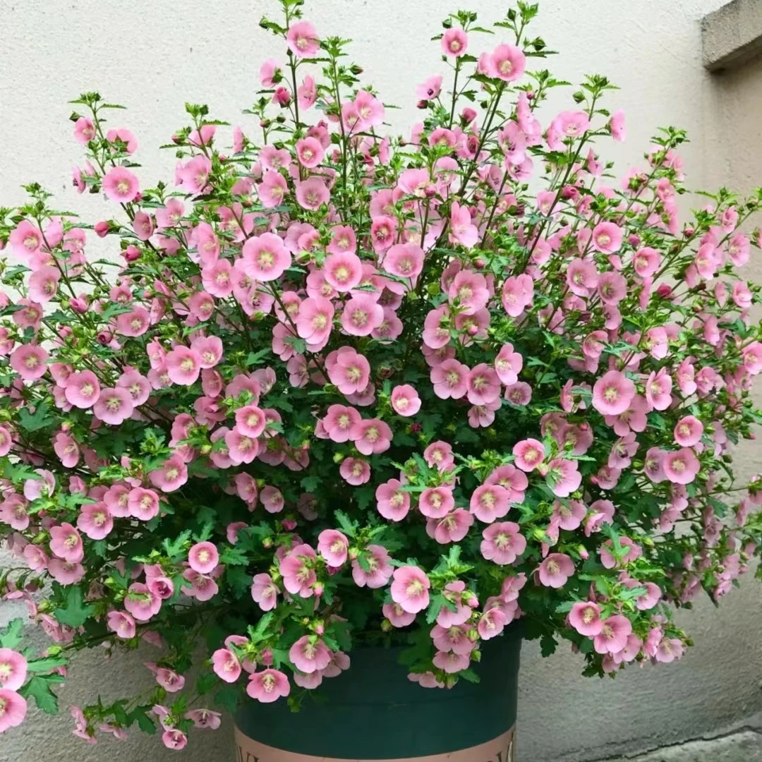 虞城园艺 小木槿花苗盆栽 阳台庭院四季耐寒植物花卉耐热四季