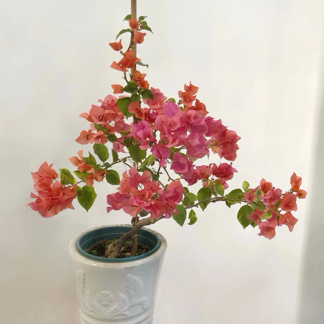 新品三角梅|虞城园艺 豆妈家 橙色精彩  耐热好养 四季开花