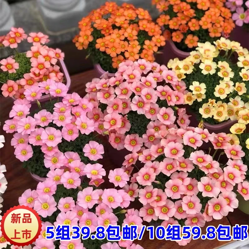 虞城园艺 酢浆草种球 庭院花园阳台窗台观赏花量大花期长喜阳爆盆