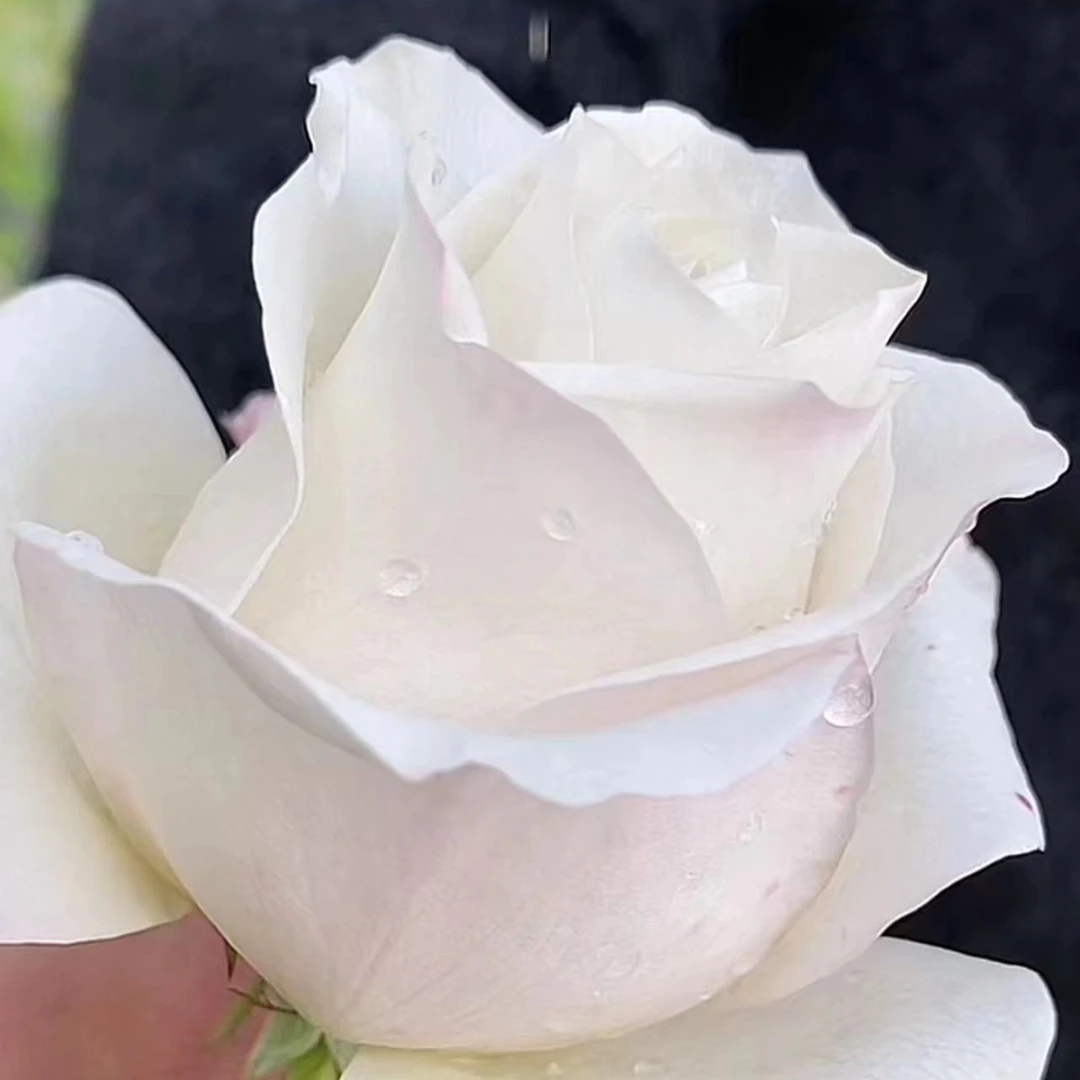 1虞城园艺 银色衬裙 灌木月季  新品月季丰花浓香四季开花月季花