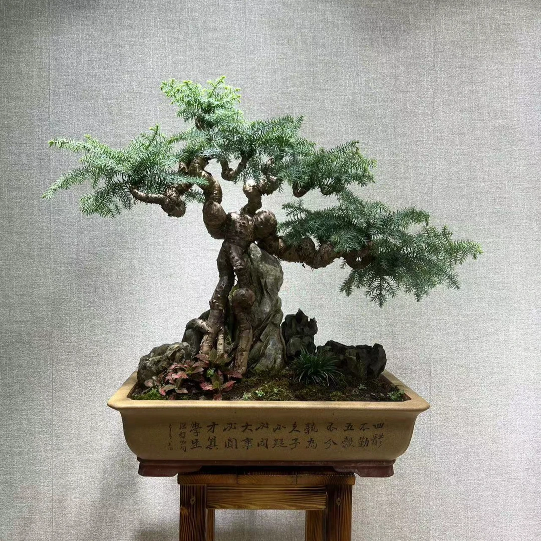 ⑴号一物一拍专用链接——澳洲杉高档老桩盆景